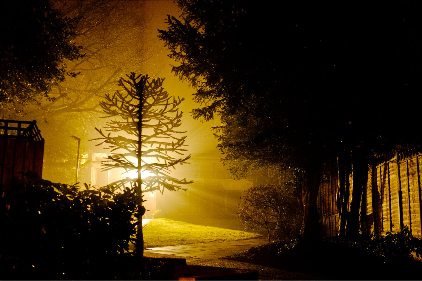 Backlit Monkey Puzzle Tree A4 Print