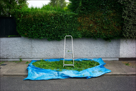 Epson Premium Lustre A4 open edition print of hedge trimmings on blue tarpaulin with stepladder in Ireland.
