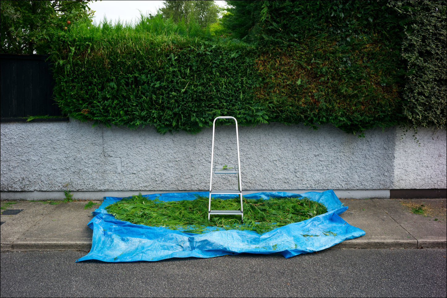 Epson Premium Lustre A4 open edition print of hedge trimmings on blue tarpaulin with stepladder in Ireland.