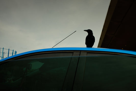 Car Crow - A4 Epson Premium Lustre Print